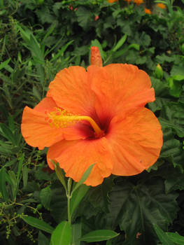 Orange Flower