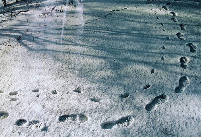 footprints 2