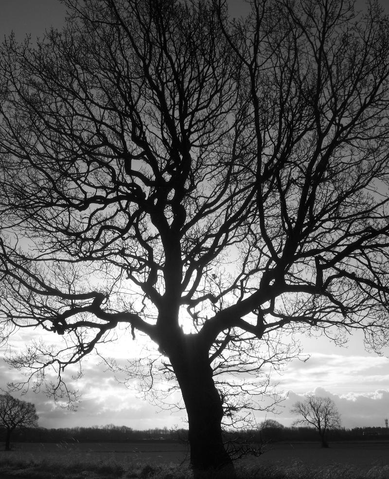 Tree Mdark Dark Tree by ghandimanning on DeviantArt
