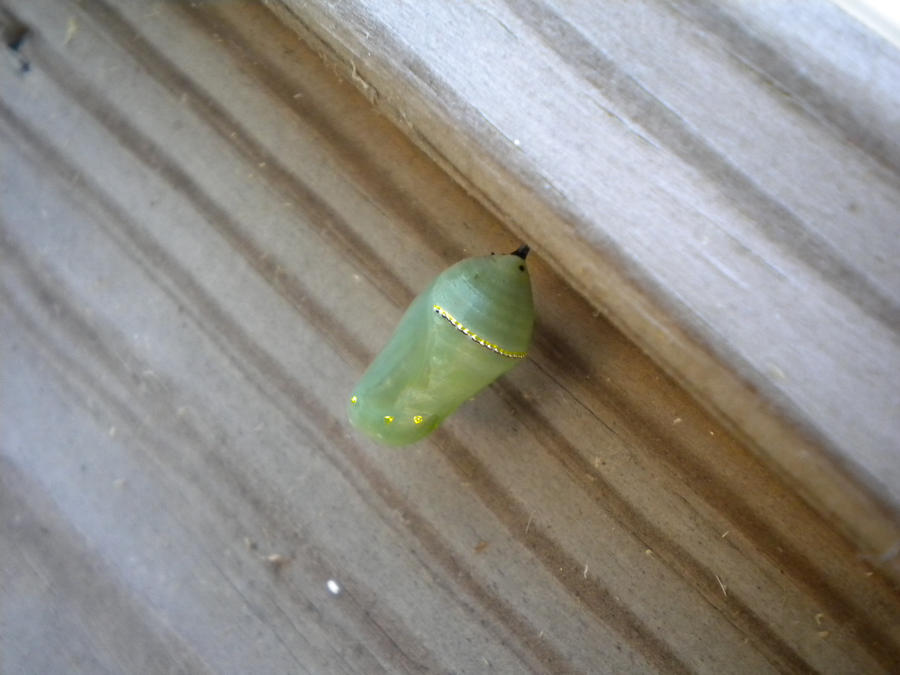 Hope is the thing with wings. by WeissHund on DeviantArt