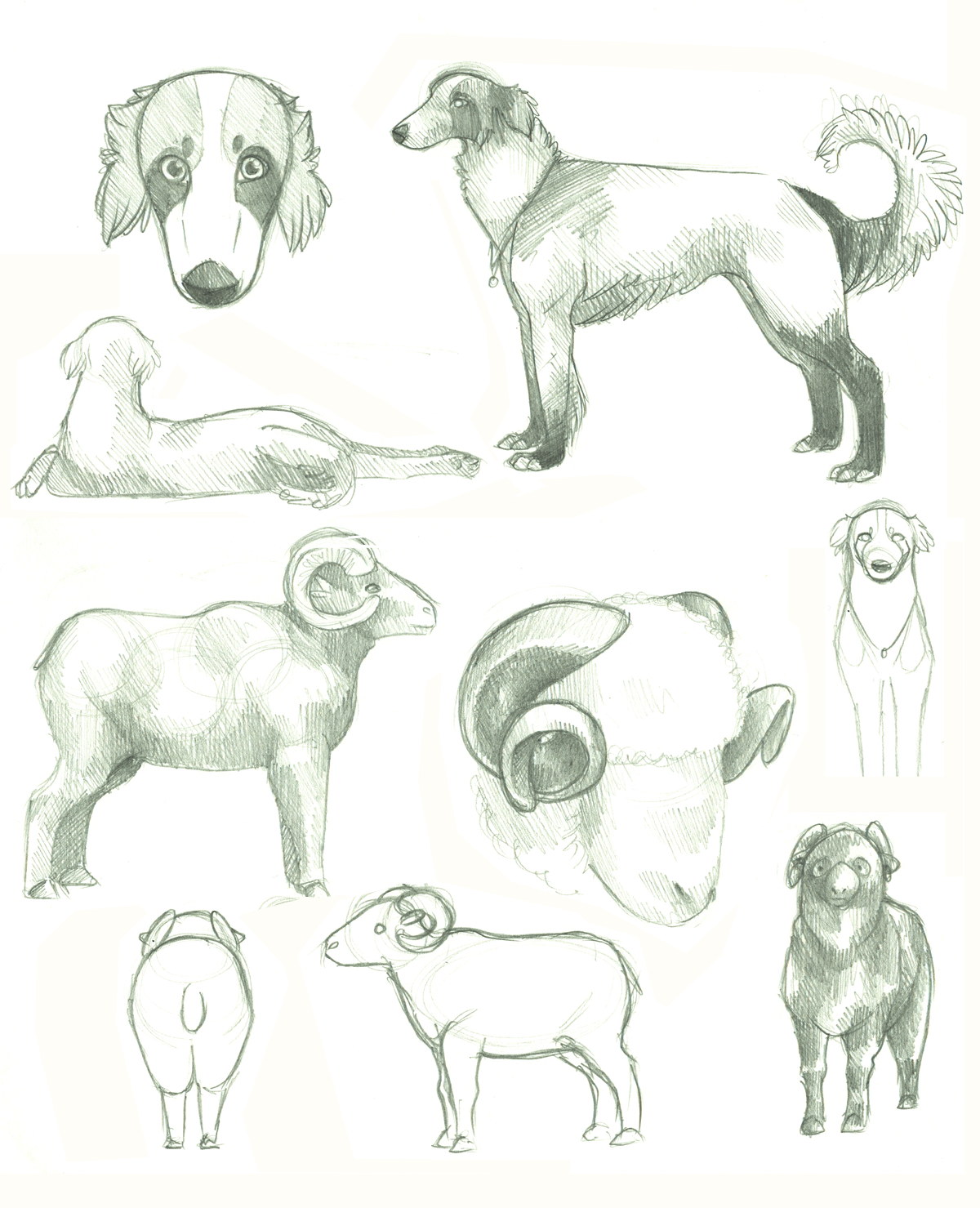 Borzoi and Dorset Horn Studies