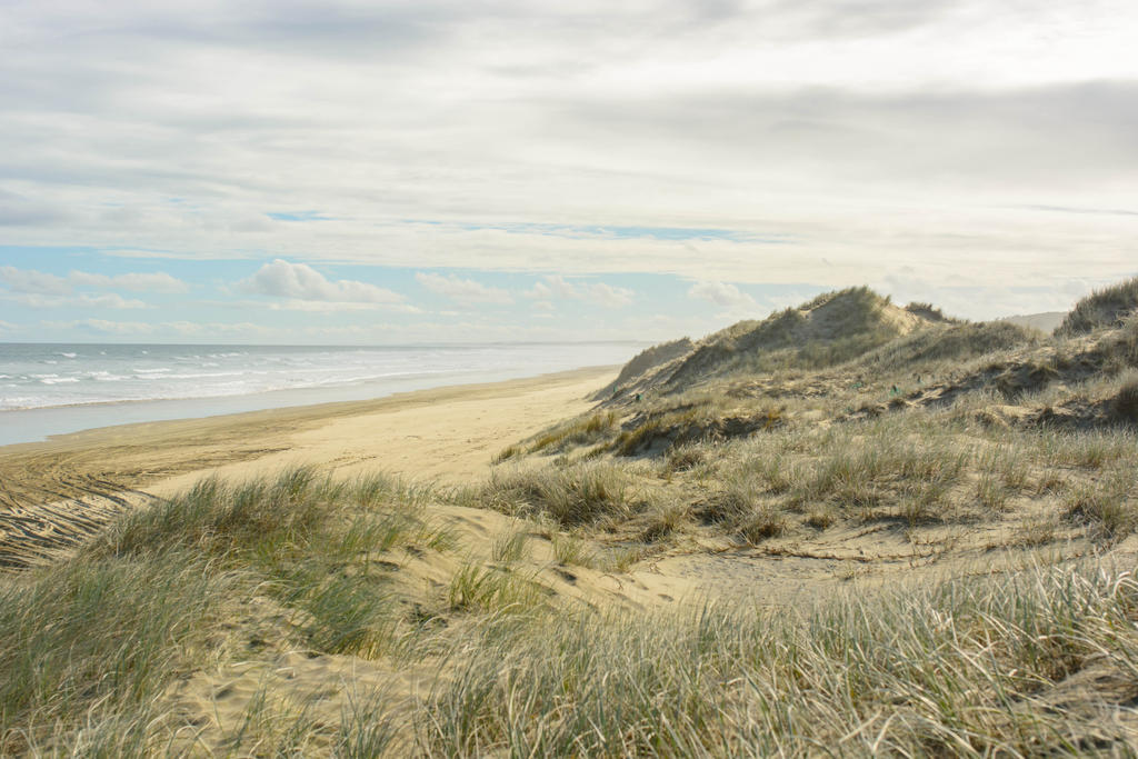 Windswept Beach