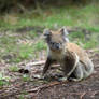 Roaming koala