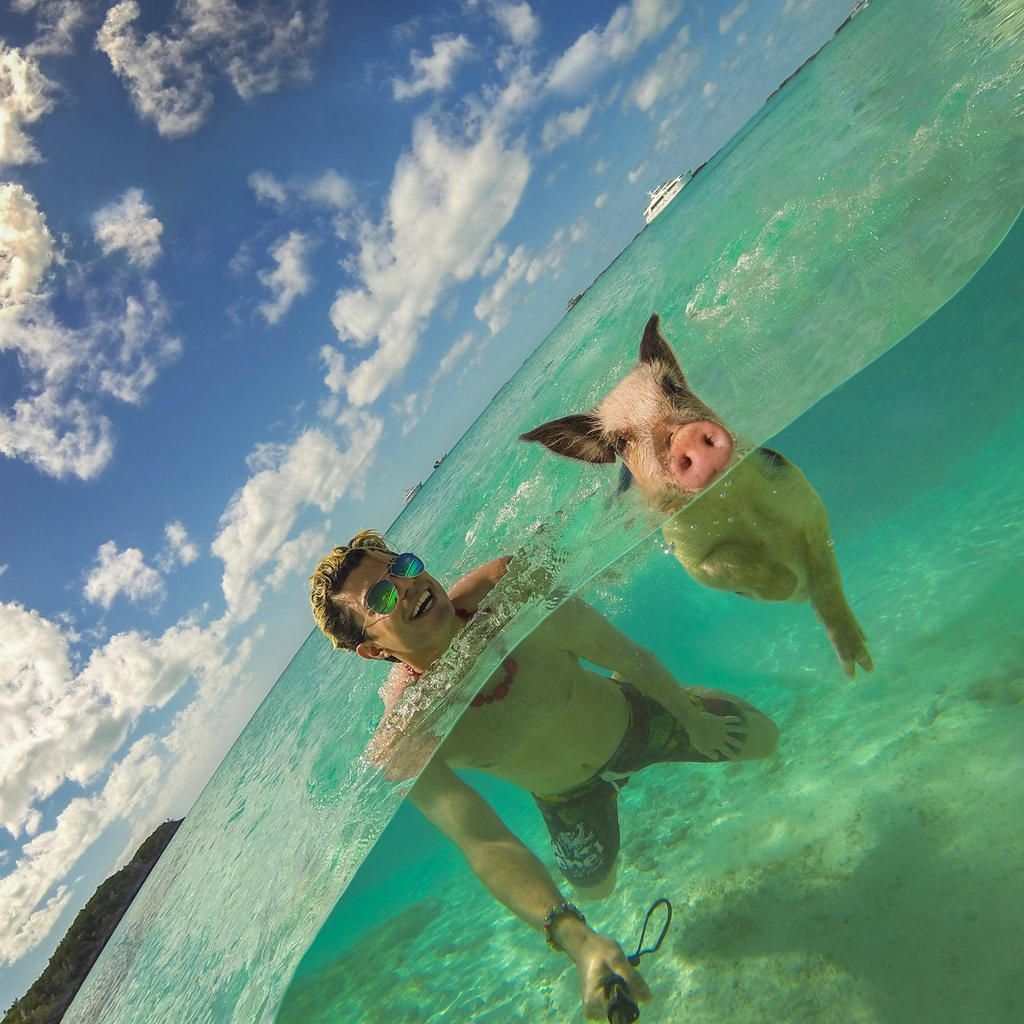 Swimming with a wild pig!