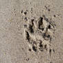 Pawprint