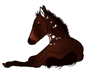 CFRA's Smar Blomi (extreme lineage foal)