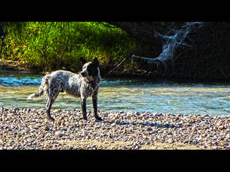 Dog by the river