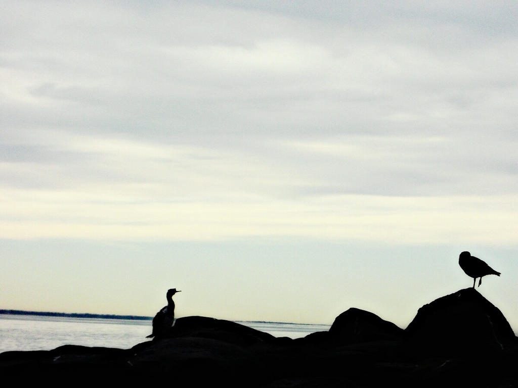 Sea Birds