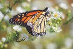 Monarch Butterfly by MacroMaster22