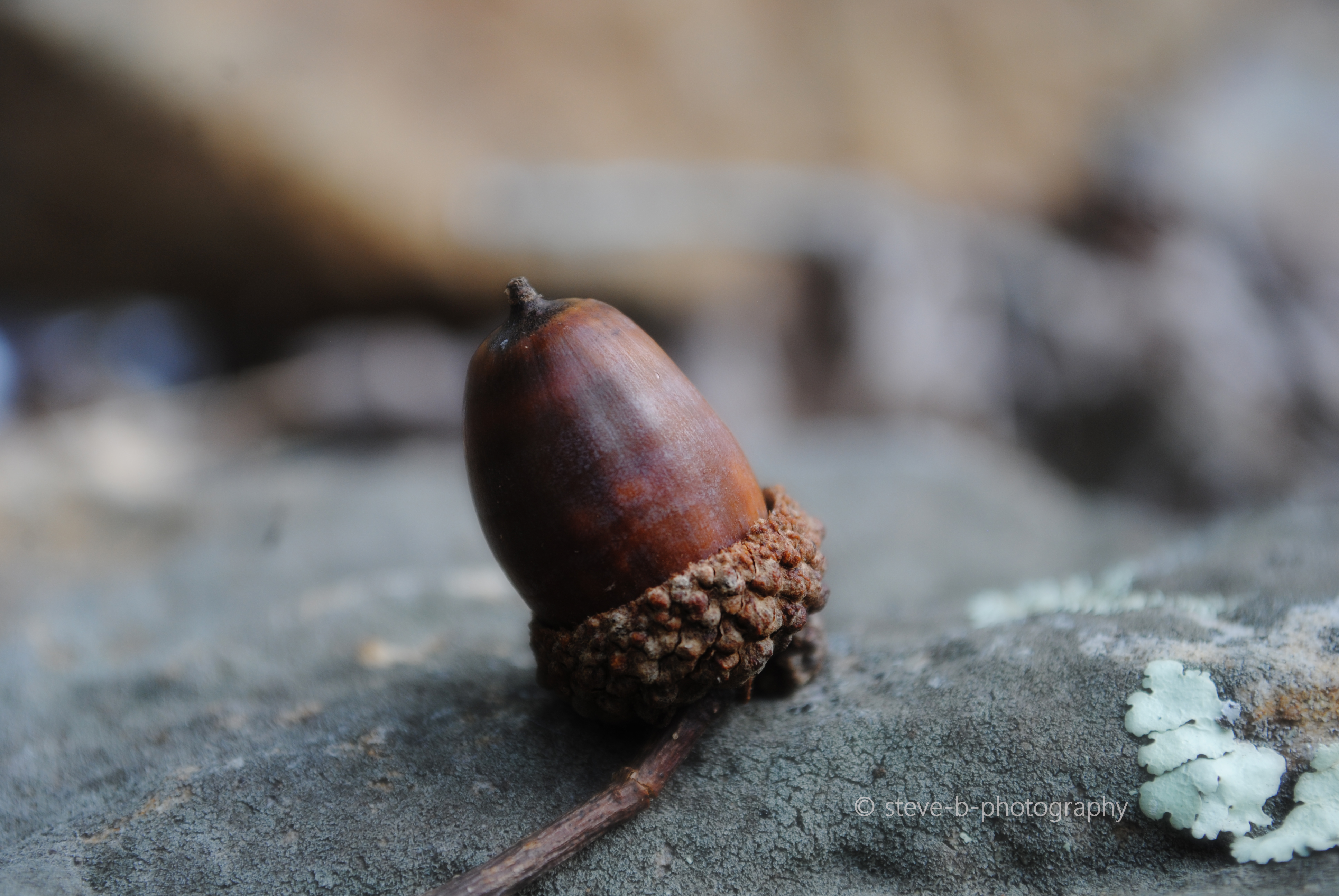 Acorn