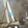 Chickadee in flight