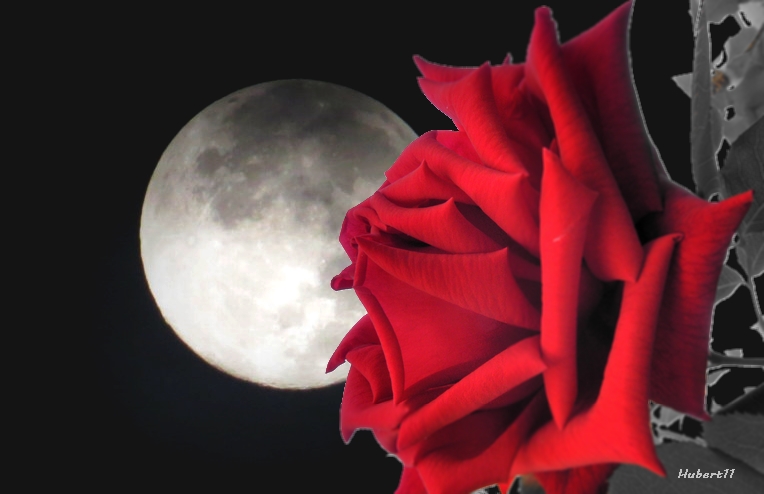 MOON NIGHT - Página 3 Moon_and_rose_by_hubert11-d6n1ipy.