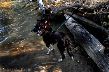 Three headed canine.