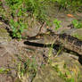 Alligator At Sea World