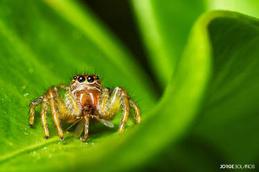 Jumping Spider eating