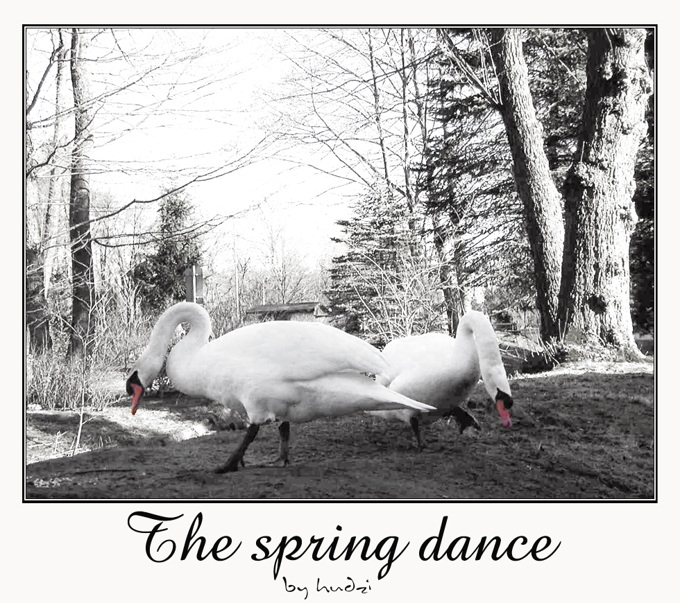 the SPRING dance