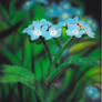 myosotis-sylvatica