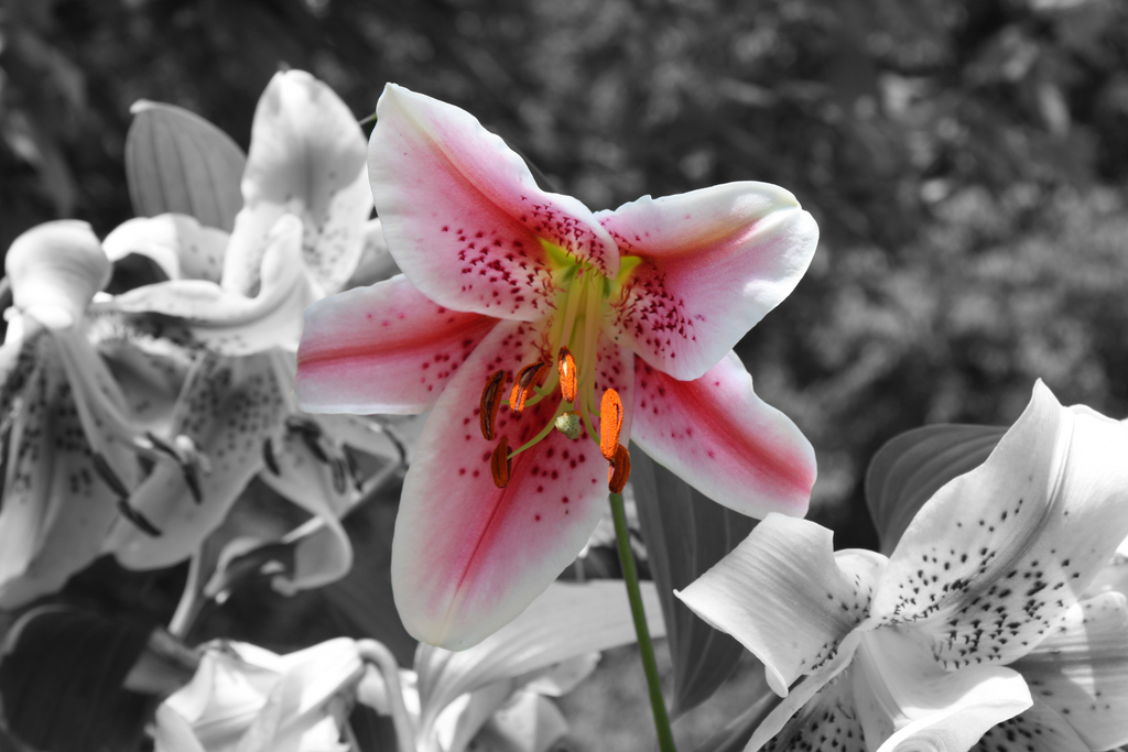 My first selective coloring photo by Fallensurvivorz on DeviantArt