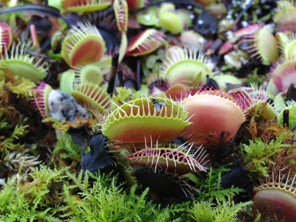 Venus Fly Trap, In Action