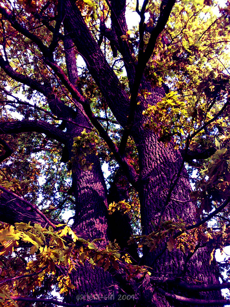 Wonder tree by Useless-girl on DeviantArt