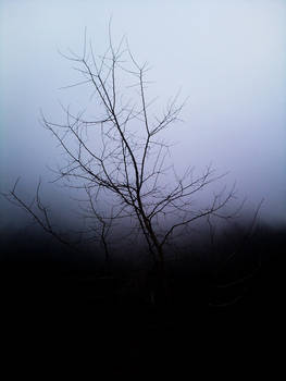 Loneliness Tree