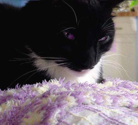 Cat With Purple Eyes