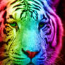 Rainbow Tiger 1