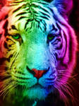 Rainbow Tiger 1