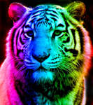 Rainbow Tiger 12