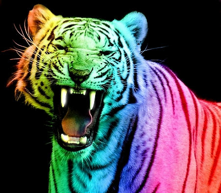 Rainbow Tiger 13 by TomboyTigress on DeviantArt
