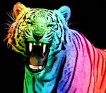 Rainbow Tiger 13