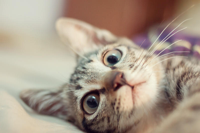 Mommy can I has the fish?