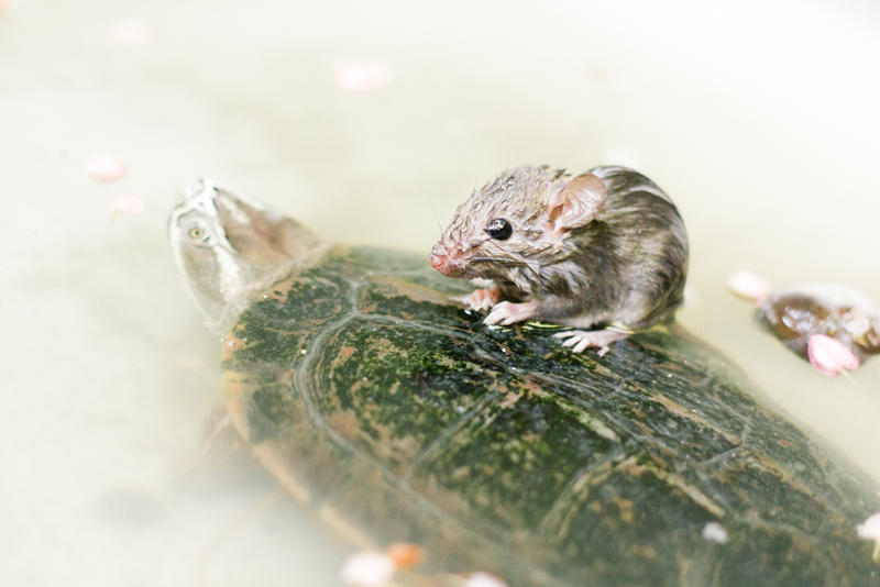 Stand on the shoulders of giants