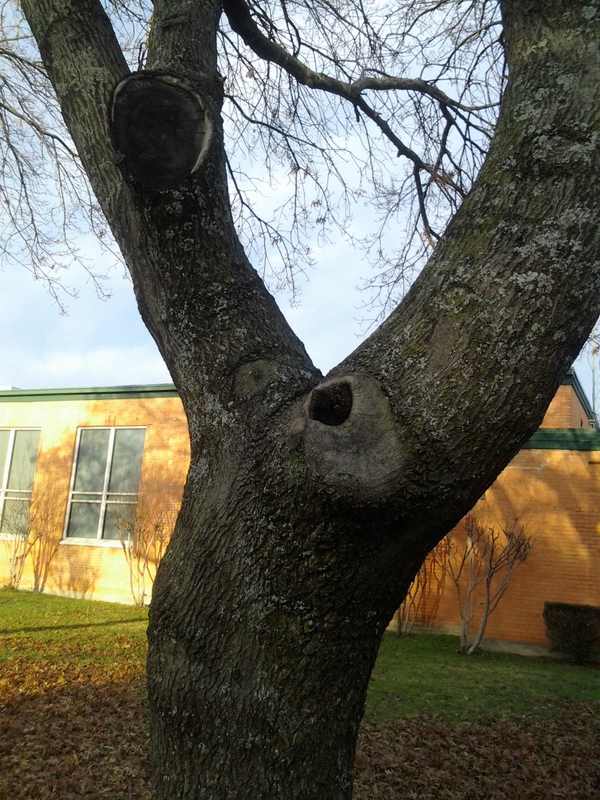 Knobby Tree by Maddy45 on DeviantArt