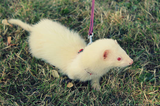 Albino ferret