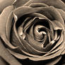 Red Rose Sepia