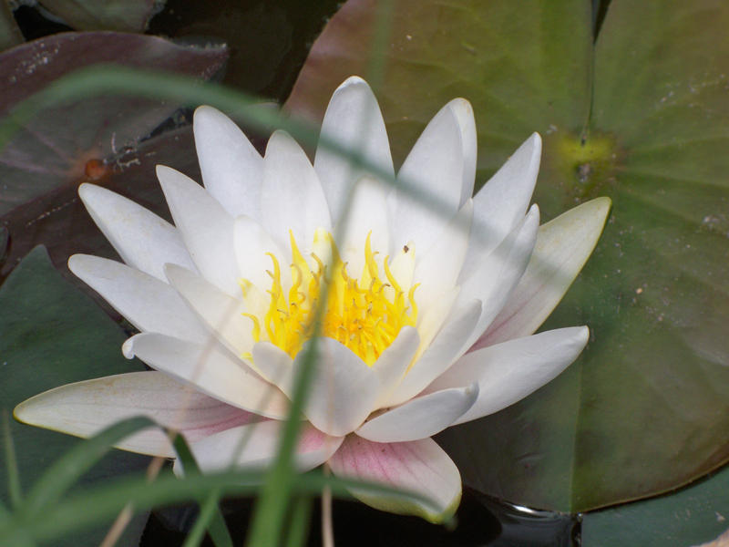 Water Lily