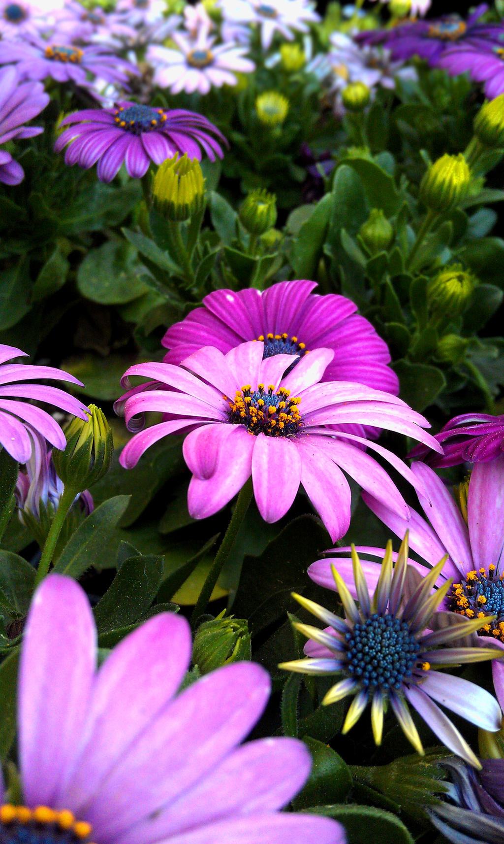 Purple Flowers II