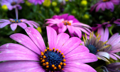 Purple Flowers III