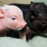 Little Piggies 1
