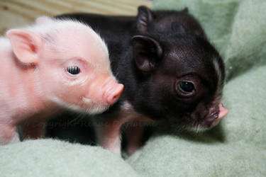 Little Piggies 1