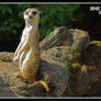 Wakefully Suricate