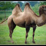 Two-Humped Camel