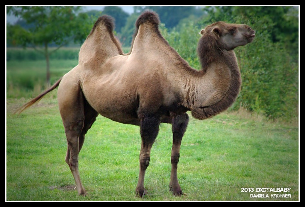 Two-Humped Camel by Digitalbaby on DeviantArt Two-Humped Camel by Digitalbaby on DeviantArt