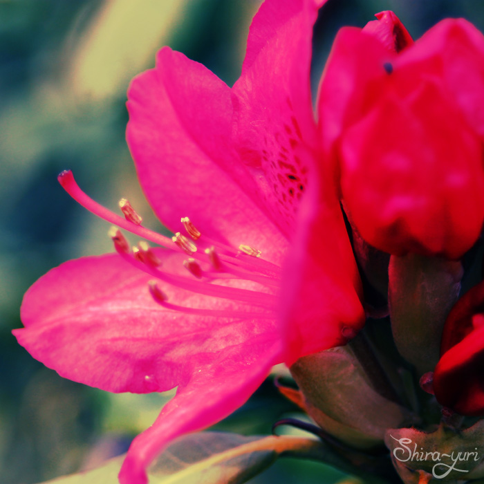 rhododendron