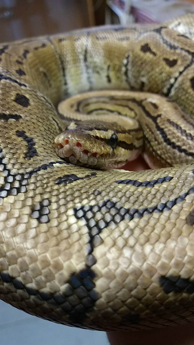 Queen python by poised-instruction on DeviantArt