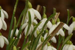 Snow Drops by poised-instruction