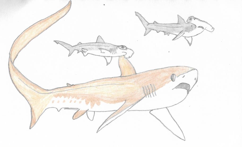 Shark Week - Alopias grandis by Rahonavis70m