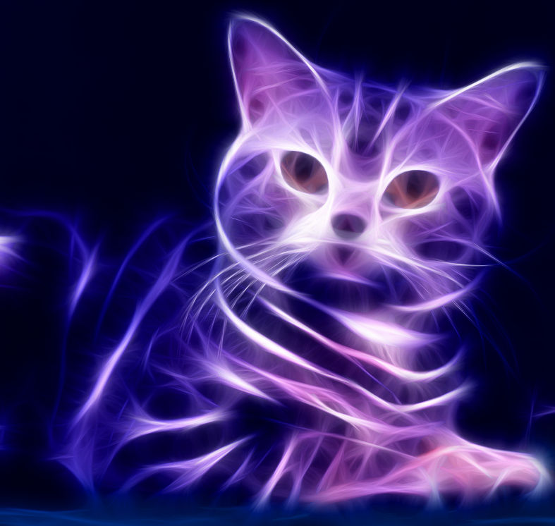 Аватарка кошечка. Перпл Кэт. Фиолетовая кошка. Неоновая кошка. Фиолетовый котенок.