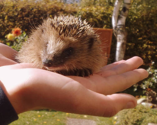 hedgehog in my hands